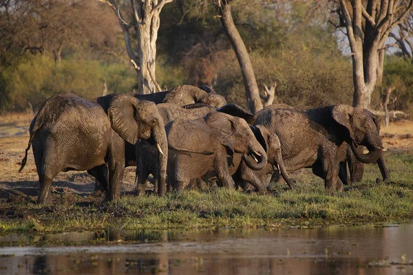 Słoń Afrykański Loxodonta Africana Stado Stojące Wodzie Rzeka Khwai Rezerwat — Zdjęcie stockowe
