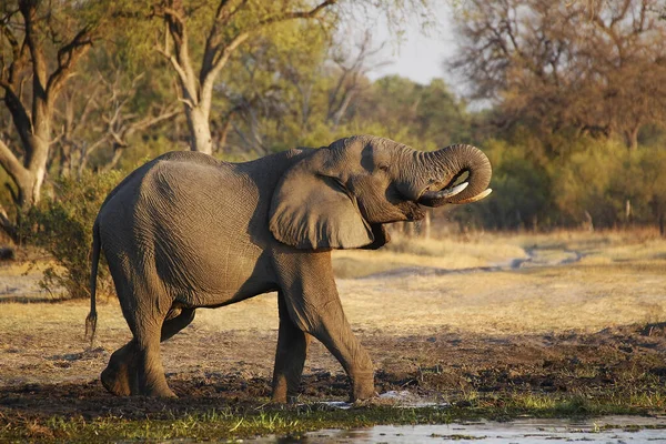 Afrikaanse Olifant Loxodonta Africana Drinkwater Voor Volwassenen Bij Rivier Khwai — Stockfoto