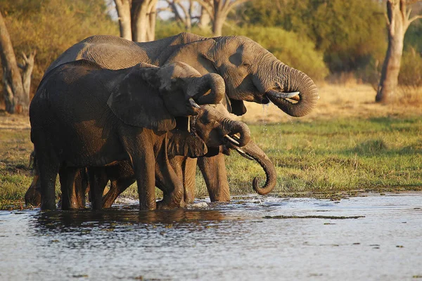 Elefante Africano Loxodonta Africana Gruppo Che Beve Acqua Fiume Khwai — Foto Stock