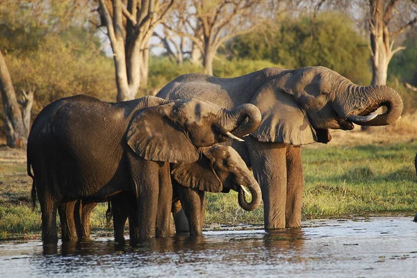 Afrikai Elefánt Loxodonta Africana Csoportos Ivóvíz Khwai Folyónál Moremi Reserve — Stock Fotó