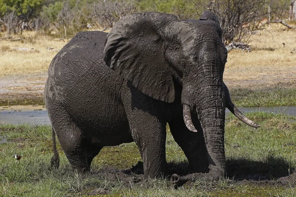 Elefante Africano Loxodonta Africana Con Baño Agua Lodo Reserva Moremi — Foto de Stock