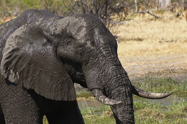 Elefante Africano Loxodonta Africana Com Banho Água Lama Reserva Moremi — Fotografia de Stock
