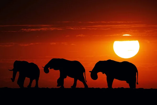 African Elephant Loxodonta Africana Group Sunset Moremi Reserve Okavango Delta — Stock fotografie