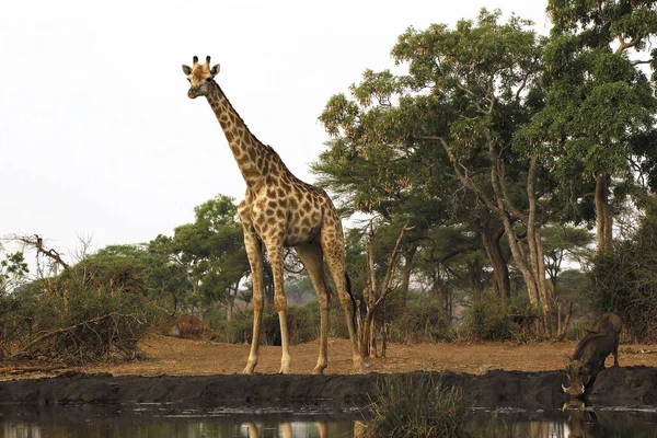 Zuid Afrikaanse Giraffe Giraffa Camelopardalis Giraffa Volwassene Een Waterput Met — Stockfoto