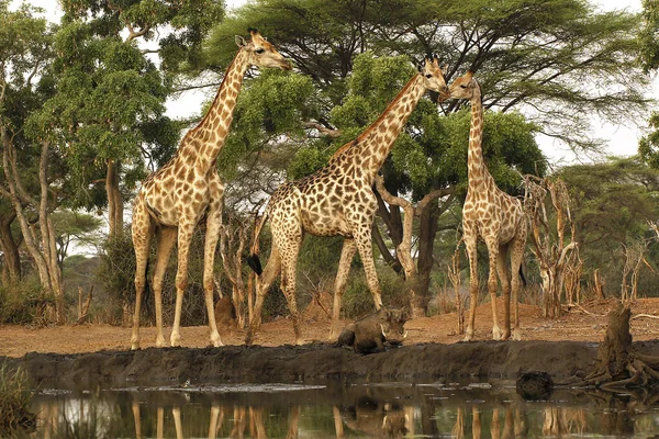 Zuid Afrikaanse Giraffe Giraffa Camelopardalis Giraffa Groep Bij Water Hole — Stockfoto