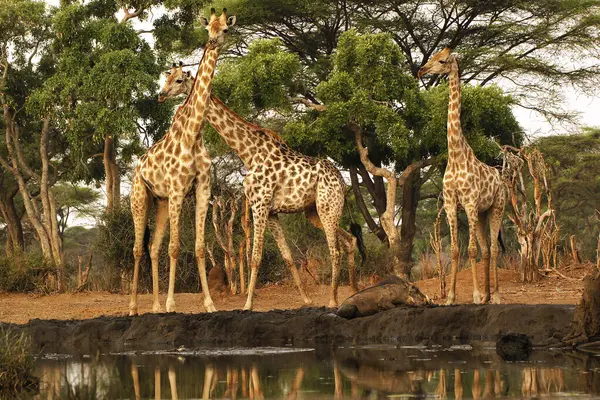 Zuid Afrikaanse Giraffe Giraffa Camelopardalis Giraffa Groep Bij Water Hole — Stockfoto