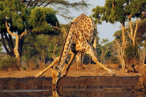 South African Giraffe Giraffa Camelopardalis Giraffa Adult Drinking Water Hole — Stock Photo, Image