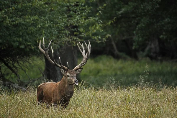 Red Deer Cervus Elaphus Stag Sweden — 스톡 사진