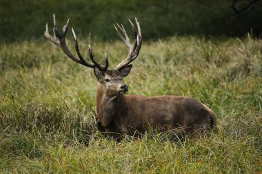 Kırmızı Geyik, Cervus Elaphus, Geyik, İsveç