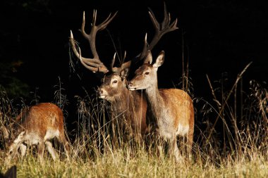 Kırmızı Geyik, Cervus Elaphus, Geyik ve Dişiler, İsveç