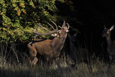 Kırmızı Geyik, Cervus Elaphus, Rutting sezonunda Geyik Kükremesi, İsveç