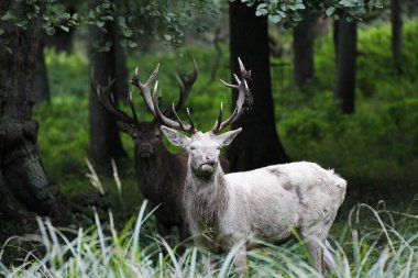 Kırmızı Geyik, Cervus Elaphus, Albino Geyiği, İsveç