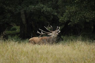 Kırmızı Geyik, Cervus Elaphus, Rutting sezonunda Geyik Kükremesi, İsveç