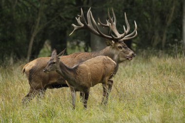 Kırmızı Geyik, Cervus Elaphus, Geyik ve Kadın, İsveç