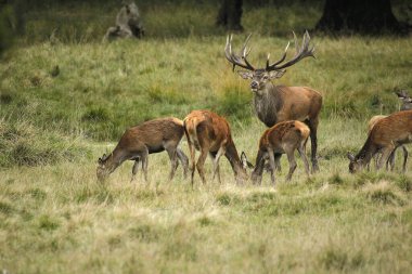 Kırmızı Geyik, Cervus Elaphus, Geyik ve Dişiler, İsveç