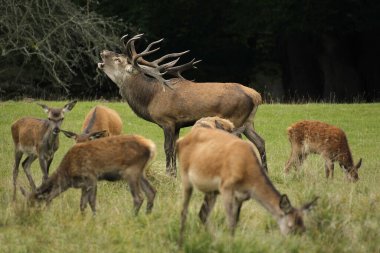 Kırmızı Geyik, Cervus Elaphus, Rutting sezonunda Geyik Kükremesi, İsveç
