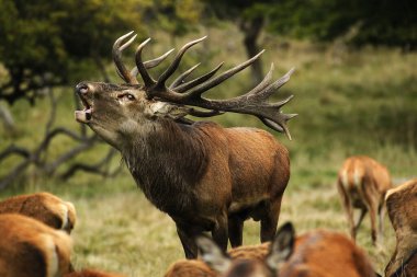 Kırmızı Geyik, Cervus Elaphus, Rutting sezonunda Geyik Kükremesi, İsveç
