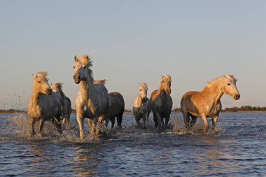 CAMARG Atı, Bataklıkta HERD, FRANSA 'NIN GÜNEY MARIE DE LA MER