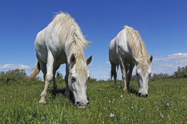 Camargue Atı Meadow 'da, Saintes Marie de la Mer Fransa' nın güneyinde