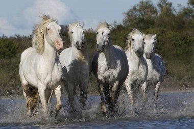 CAMARG Atı, Bataklıkta HERD, FRANSA 'NIN GÜNEY MARIE DE LA MER