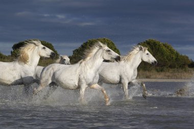 Camargue Atı, Galloping Grubu Swamp, Saintes Marie de la Mer Güney Fransa 'da