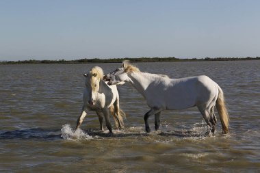 Camargue Atı, Stallions Swamp 'ta savaşıyor, Saintes Marie de la Mer Camargue' de, Güney Fransa 'da