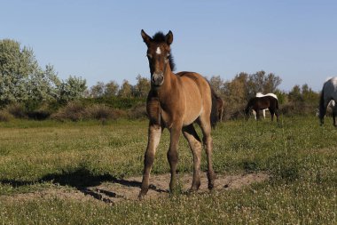 Camargue At, Tay Meadow 'da, Saintes Marie de la Mer Güney Fransa' da