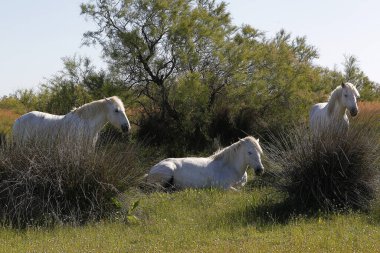 Camargue atları Meadow 'da, Saintes Marie de la Mer Fransa' nın güneyinde