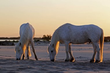 Camargue At the Beach, Saintes Marie de la Mer in Camargue, Güney Fransa