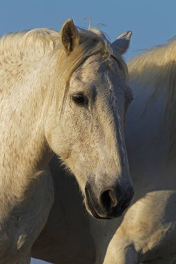 Camargue Atı, Yetişkin Portresi, Güney Fransa 'da Saintes Marie de la Mer