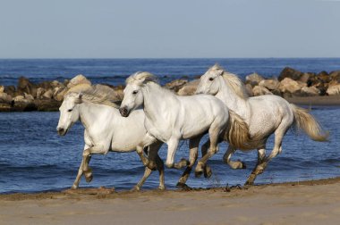 Camargue Atı, Sahilde Dörtnala, Camargue 'de Saintes Marie de la Mer, Güney Fransa