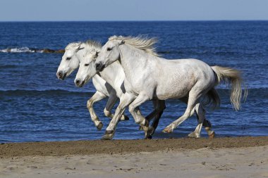 Camargue Atı, Sahilde Dörtnala, Camargue 'de Saintes Marie de la Mer, Güney Fransa