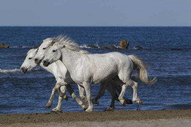 Camargue Atı, Sahilde Dörtnala, Camargue 'de Saintes Marie de la Mer, Güney Fransa