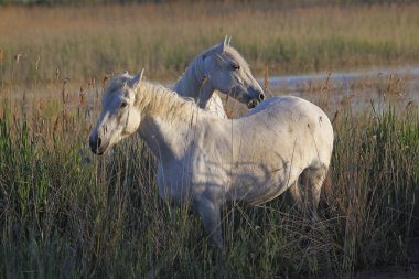 Camargue At, Standing in Swamp, Saintes Marie de la Mer in the South of France