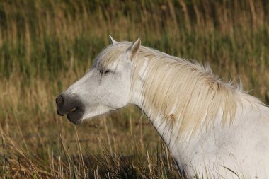 Camargue Atı, Yetişkin Portresi, Güney Fransa 'da Saintes Marie de la Mer
