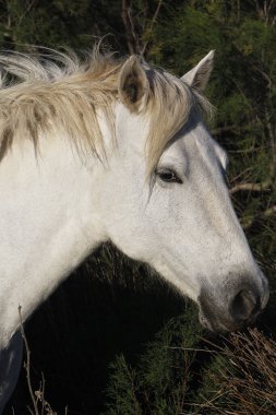 Camargue Atı, Yetişkin Portresi, Güney Fransa 'da Saintes Marie de la Mer