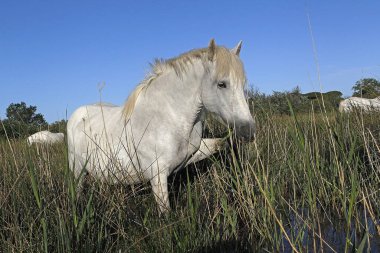 Camargue At, Standing in Swamp, Saintes Marie de la Mer in the South of France
