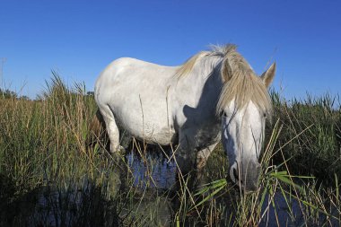 Camargue Atı, Bataklıkta Duran, Çimen Yiyen, Güney Fransa 'da Saintes Marie de la Mer