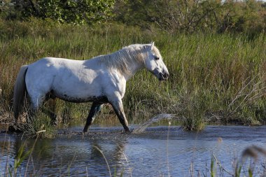 Camargue Atı, Stallion Bataklıkta, Saintes Marie de la Mer Güney Fransa 'da