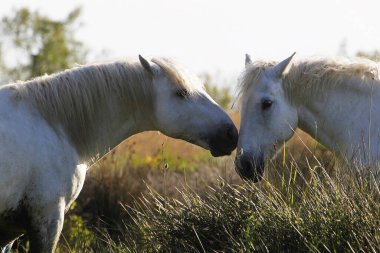Camargue At, Standing in Swamp, Saintes Marie de la Mer in the South of France