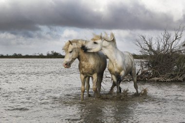 Camargue Atı, Stallions Swamp 'ta savaşıyor, Saintes Marie de la Mer Camargue' de, Güney Fransa 'da