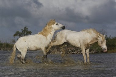 Camargue Atı, Stallions Swamp 'ta savaşıyor, Saintes Marie de la Mer Camargue' de, Güney Fransa 'da