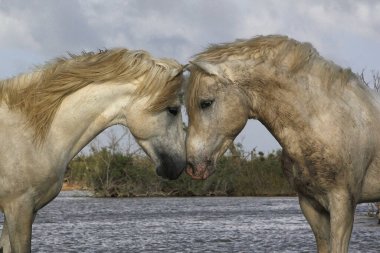 Camargue Atı, Stallions Swamp 'ta savaşıyor, Saintes Marie de la Mer Camargue' de, Güney Fransa 'da