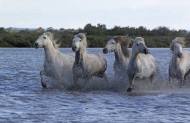 CAMARG Atı, HERD BATAKANLIĞI, FRANSA 'NIN GÜNEY MARIE DE LA MER