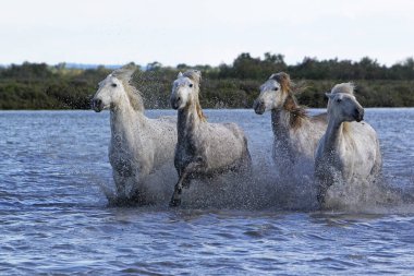 CAMARG Atı, HERD BATAKANLIĞI, FRANSA 'NIN GÜNEY MARIE DE LA MER