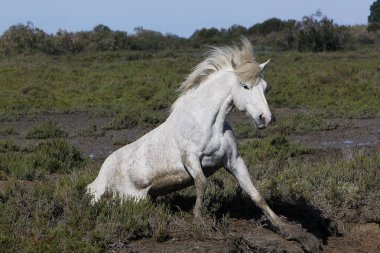 Camargue At, Yetişkin Yuvarlanan Sırtında Saintes Marie de la Mer Fransa 'nın güneyinde