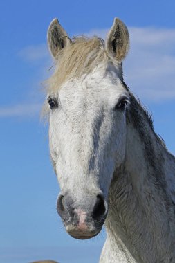 Camargue Atı, Yetişkin Portresi, Güney Fransa 'da Saintes Marie de la Mer