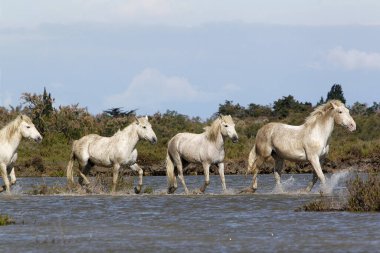 Camargue Atı, Bataklıkta Grup, Güney Fransa 'da Saintes Marie de la Mer