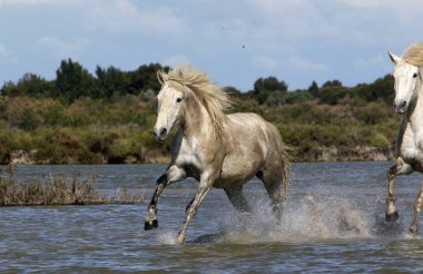 Camargue Atı, Yetişkin Dörtnala Bataklık 'ta, Saintes Marie de la Mer Güney Fransa' da