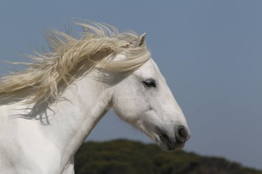 Camargue At, Stallion Portresi, Saint Marie de la Mer in the South of France